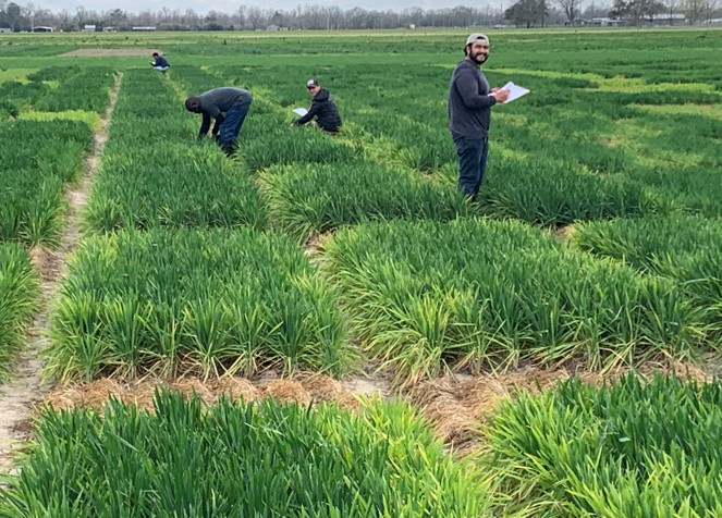 students in field taking wheat samples
