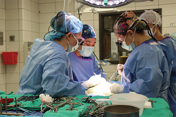 spinal surgery on a dog