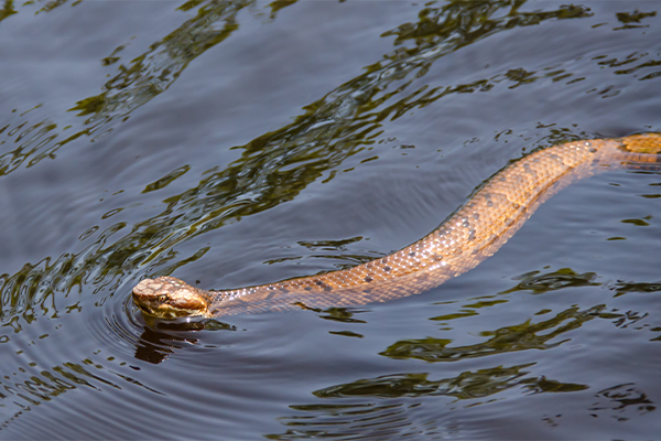 cottonmouth swimming in a pond or lake